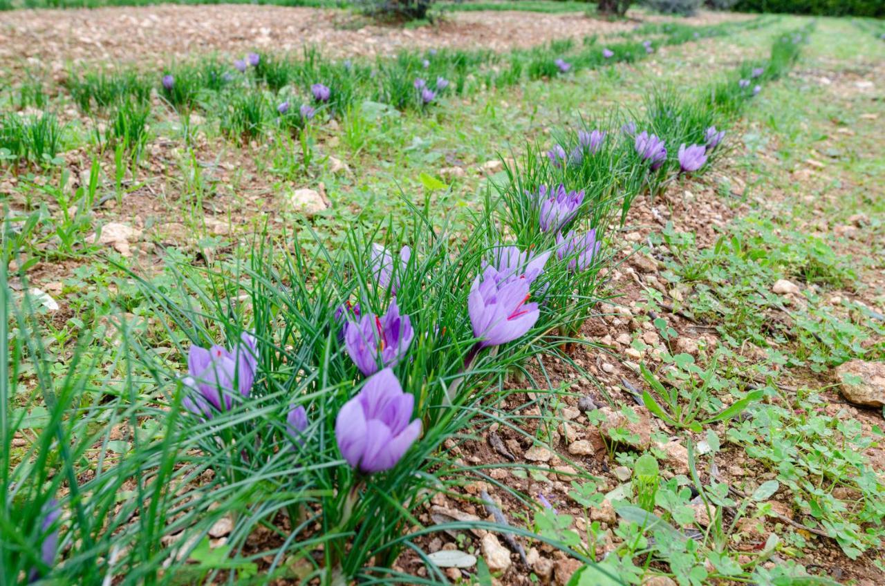 圣凯撒利亚温泉Agriturismo Panacea住宿加早餐旅馆 外观 照片