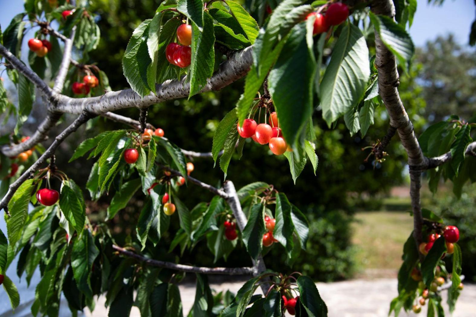 Agriturismo Panacea 圣凯撒利亚温泉 外观 照片
